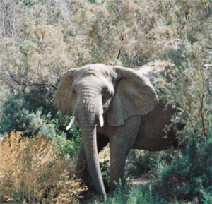 Desert Elephant near Brandberg Mountain, Namibia